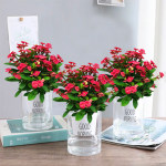 庭院日本海棠花苗 大紅花的盆栽魅力與養(yǎng)護(hù)要點(diǎn)