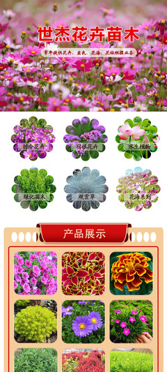 國慶菊選購指南 花卉租擺首選，優(yōu)質(zhì)供應(yīng)商與價(jià)格解析