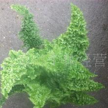 禮品工藝品草本類花卉與蔬菜大全 價格、批發(fā)與廠家指南